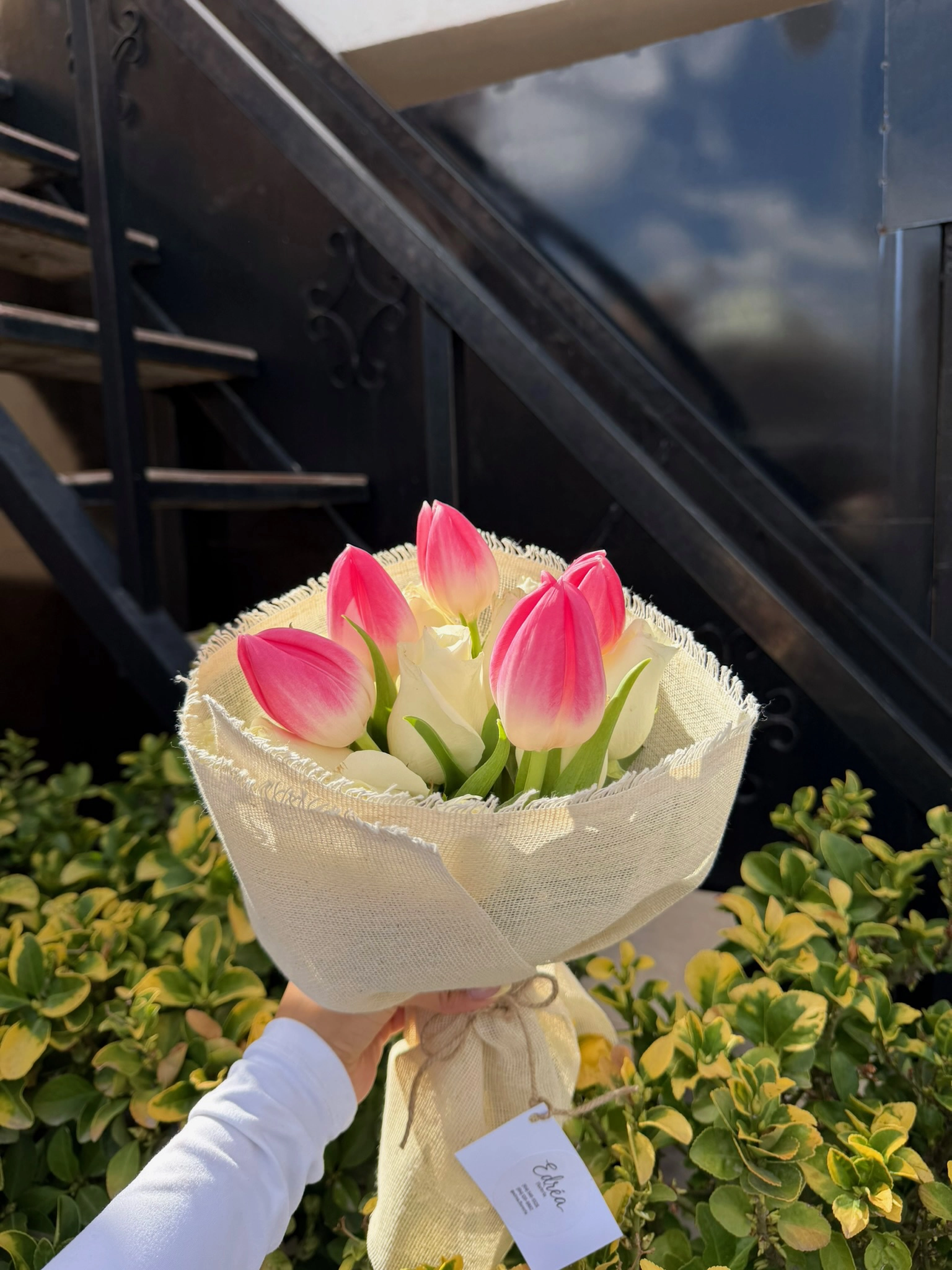 Tulipanes