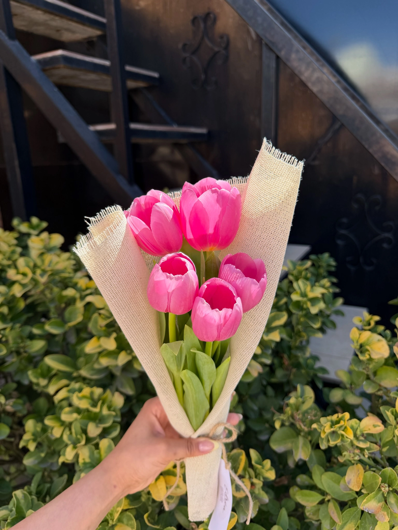 Tulipanes